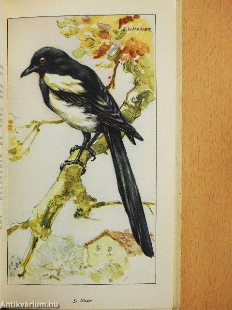 Raub- und Rabenvögel