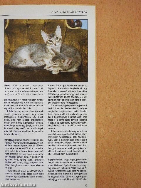 A felnőtt és a kölyökmacska ápolása