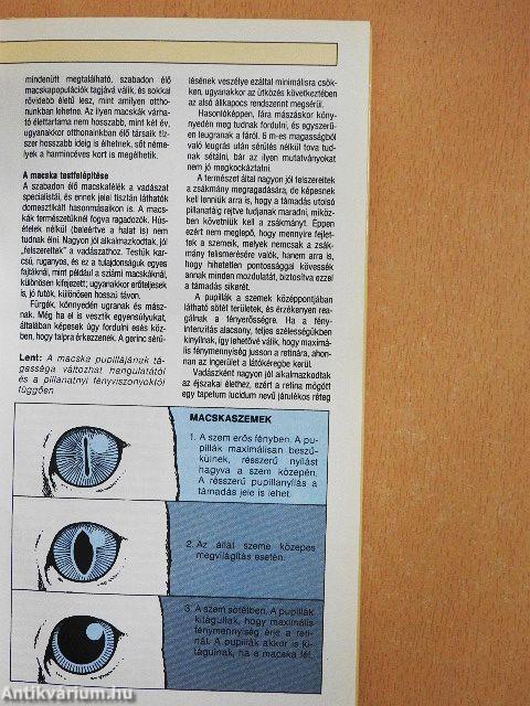 A felnőtt és a kölyökmacska ápolása