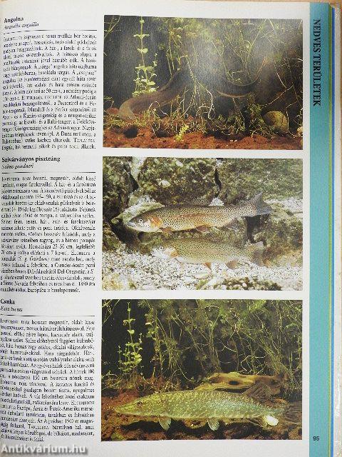 Nagy Európai természetkalauz