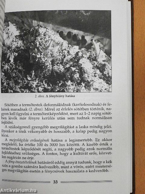 A laskagomba