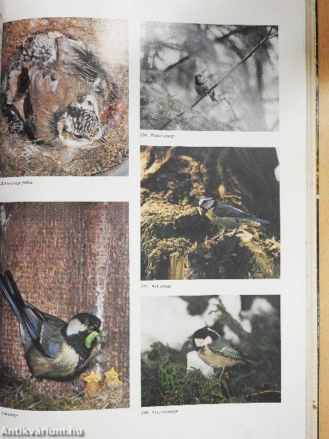 Magyarország fészkelő madarai