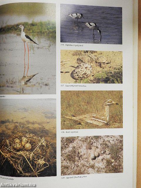 Magyarország fészkelő madarai