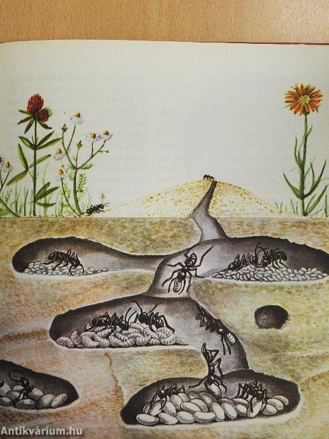 Parányi bölcsőlakók