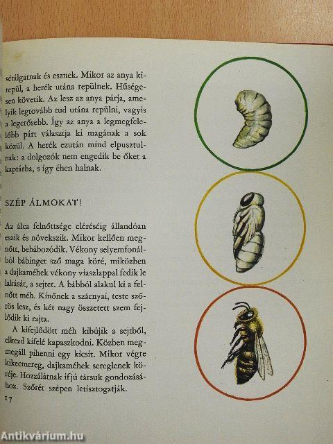 Parányi bölcsőlakók