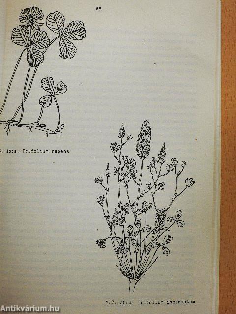 Növénytani gyakorlatok