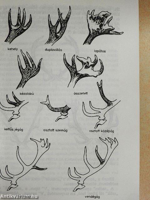 Vadászati alapismeretek