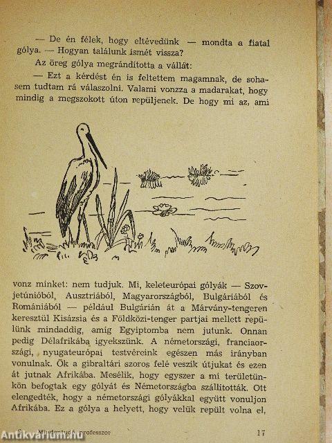 Mindentudó professzor