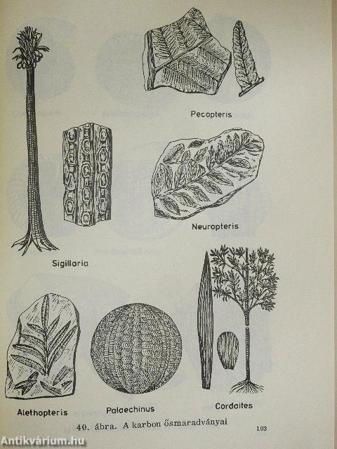 Földtan III.