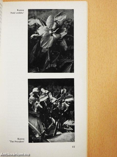 Gumós és gyöktörzses kerti virágok