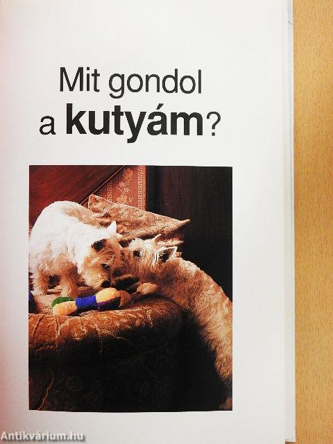 Mit gondol a kutyám?