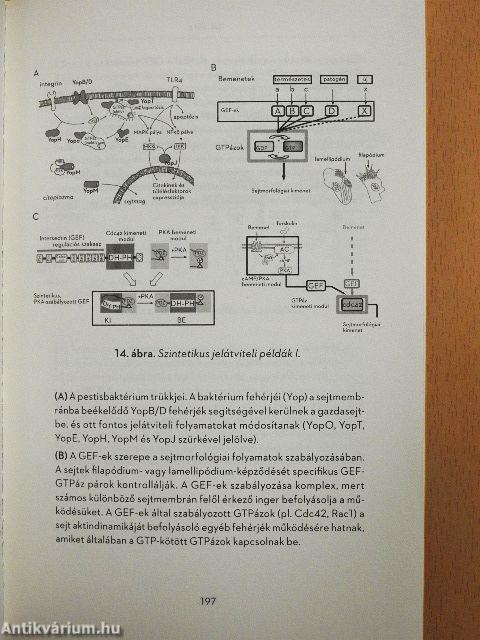 Hogyan kommunikálnak a sejtek