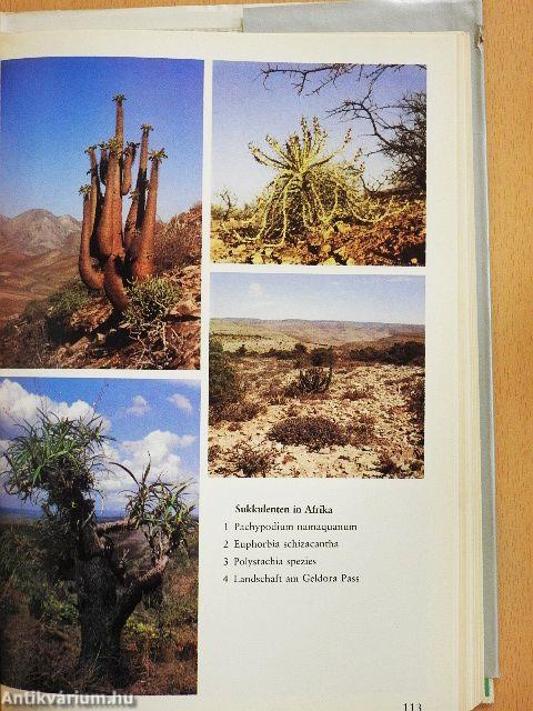 Das praktische Kakteenbuch in Farben