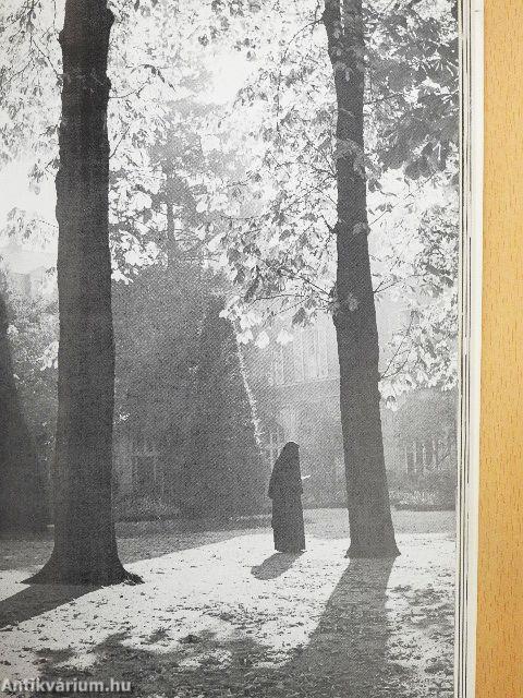 Die über alles schöne Frau