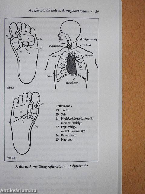 Reflexológia kezdőknek