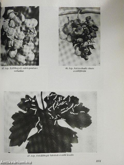 Kertészek új kézikönyve