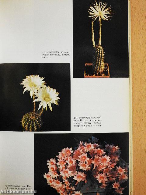 Cacti as House Plants