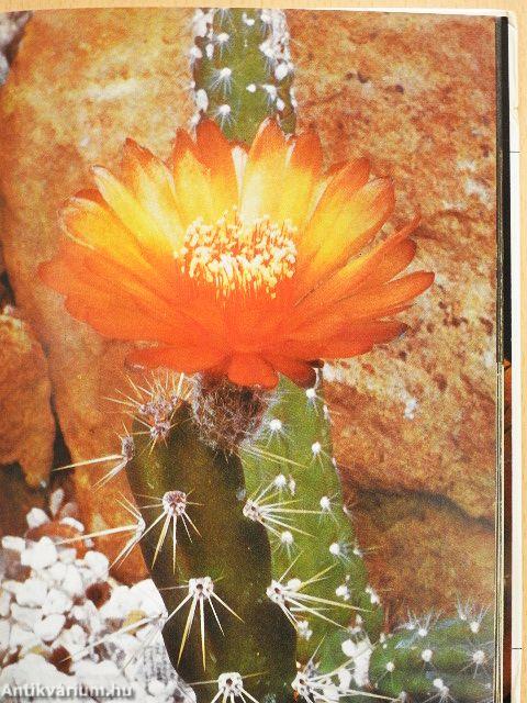 100 Kakteen und andere Sukkulenten in Farbe