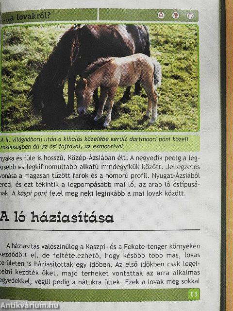 Mit kell tudni a lovakról?