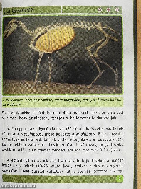 Mit kell tudni a lovakról?