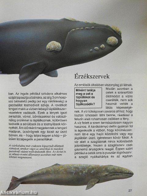 Bálnák és delfinek