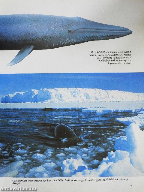 Bálnák és delfinek