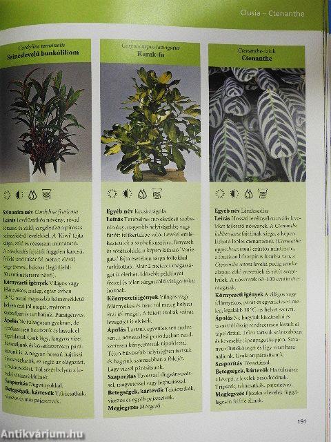 Növénypompa otthonunkban