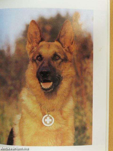 A német juhászkutya