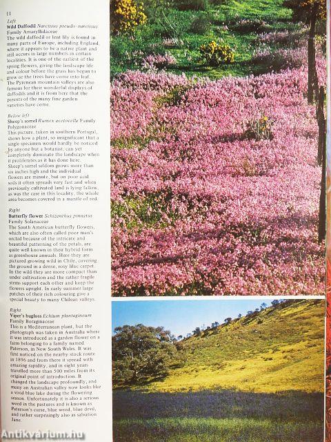 All Color Book of Flowers