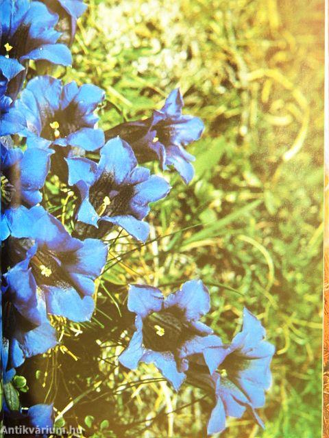 All Color Book of Flowers