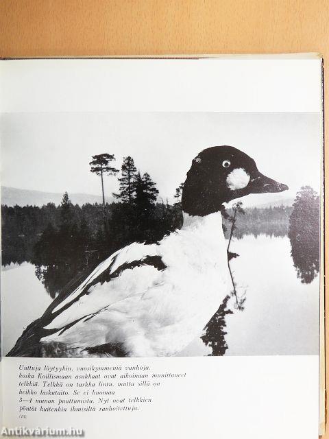 Seitsemän auringon yö