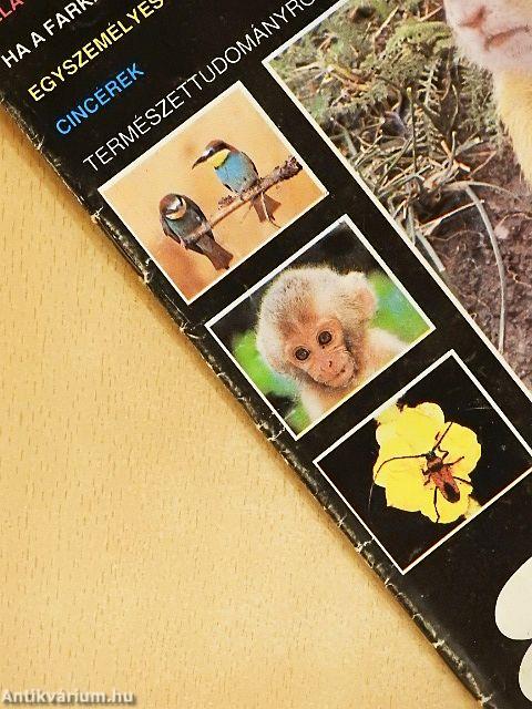 Süni 1989. augusztus