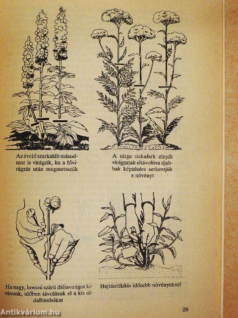 Kerti virágaink gondozása