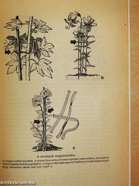 Kerti virágaink gondozása