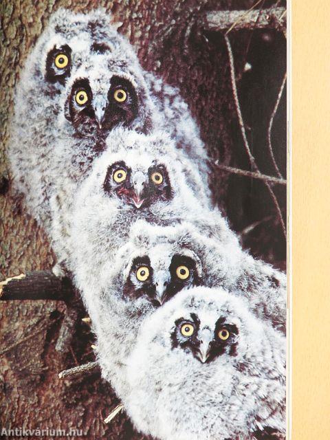 National Geographic January-December 1980. (teljes évfolyam) I-II.