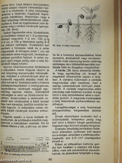 Zöldségtermesztés a házikertben