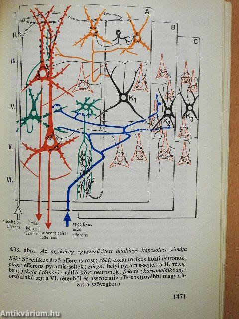 Functionalis anatomia 1-3.