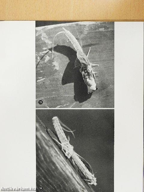 Rovarok közelről...