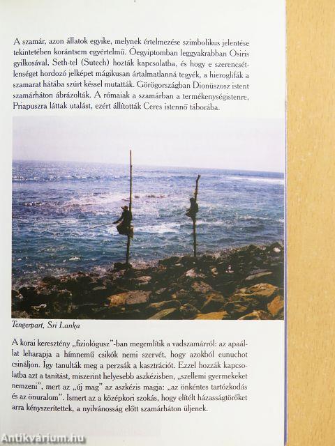 Minden, amit a nyelvtanulásról mindenkinek tudnia kellett volna I.