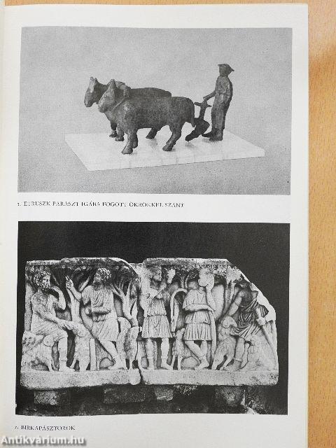 Róma kenyere, Róma aranya