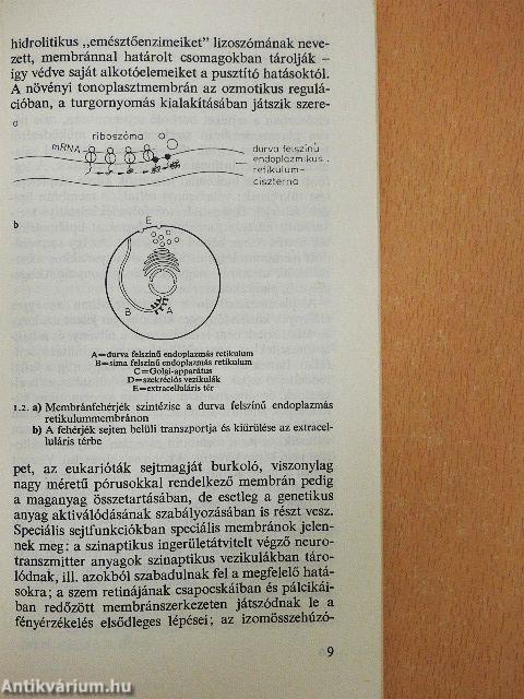 Membránok és membránbetegségek