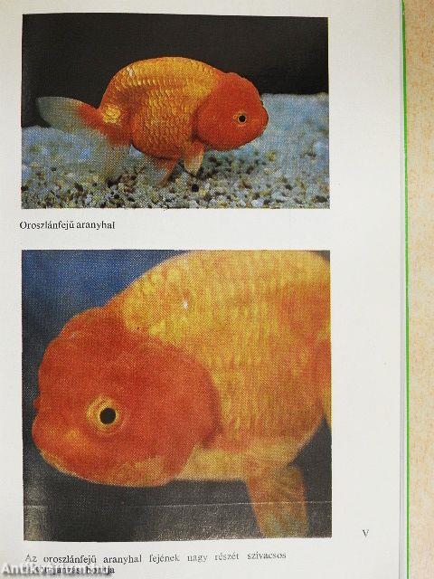 Az aranyhal