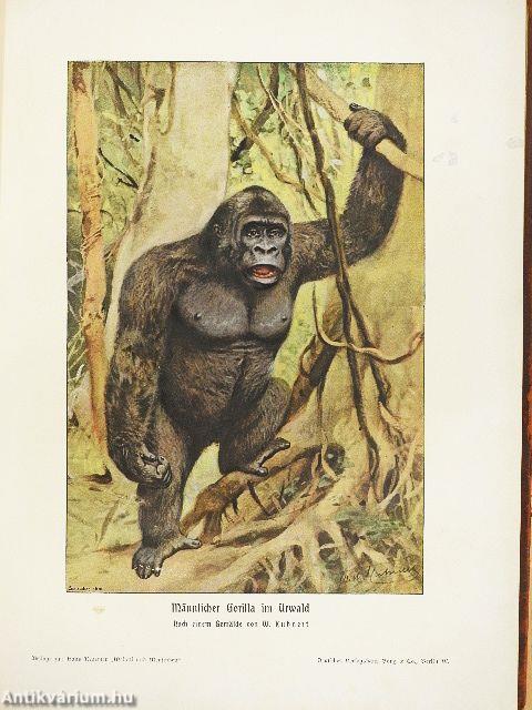 Weltall und Menschheit II. (gótbetűs) (rossz állapotú)