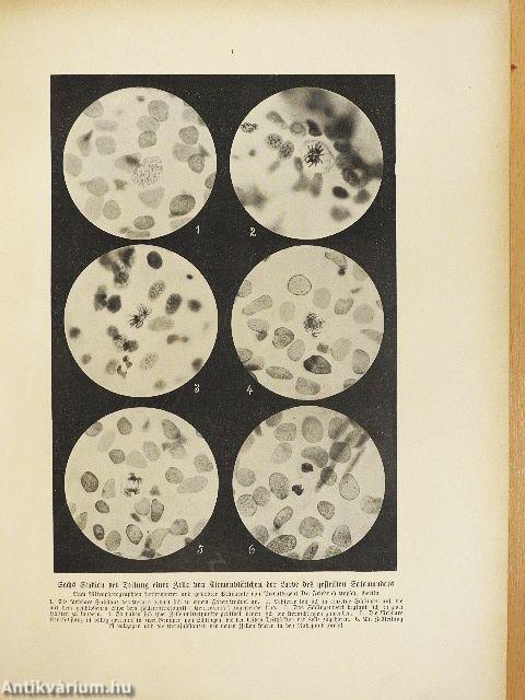 Weltall und Menschheit II. (gótbetűs) (rossz állapotú)