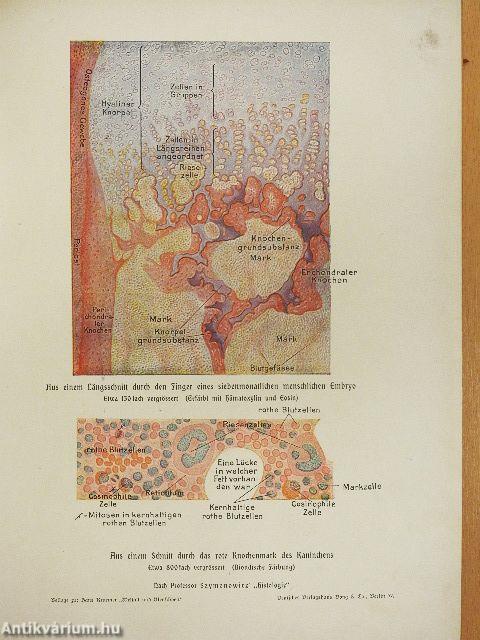 Weltall und Menschheit II. (gótbetűs) (rossz állapotú)