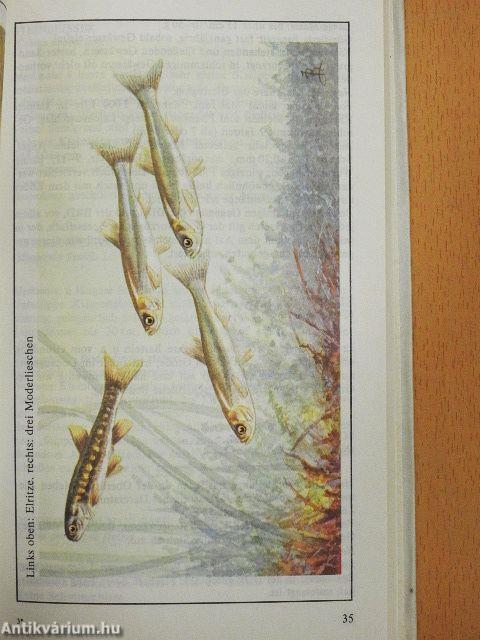 Fischkunde für Angler