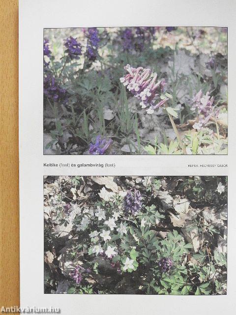 Füzérradvány falukönyve