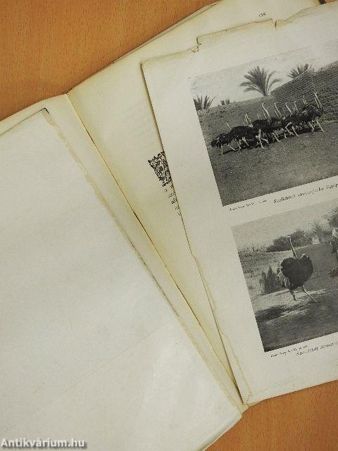 Az Északi Sarktól a Déli Sarkig II-III. (töredék) (rossz állapotú)