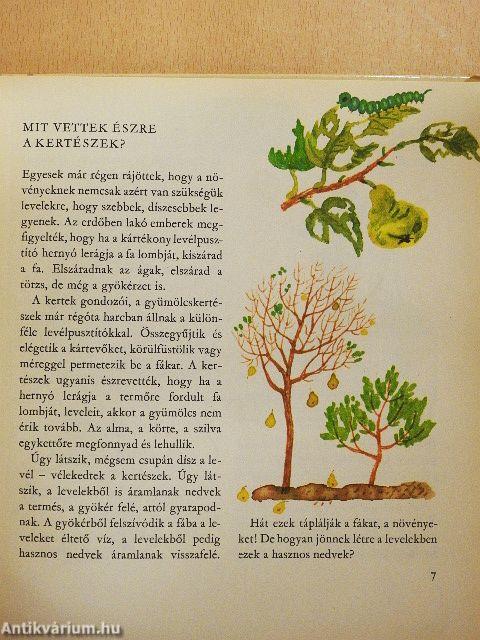 Miért van levél a fákon?