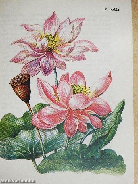 Kína kerti virágai